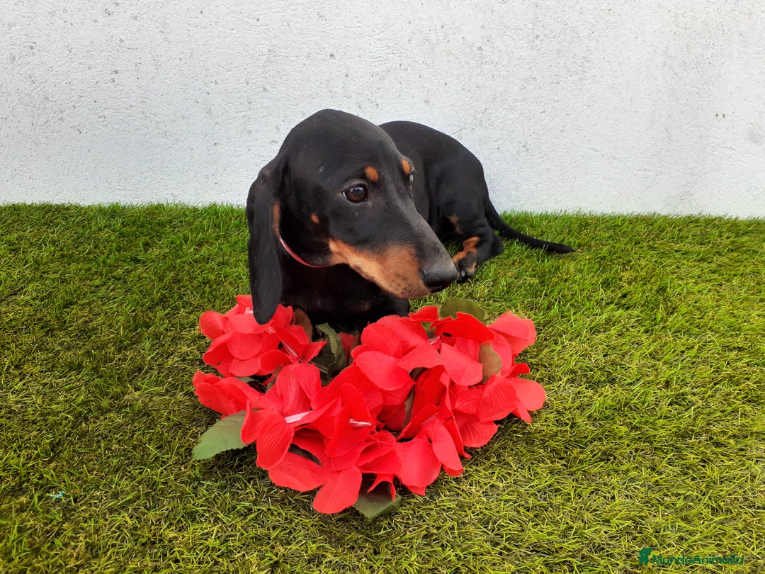 Teckel perros en venta: Preciosos TECKEL  - Imagen 7