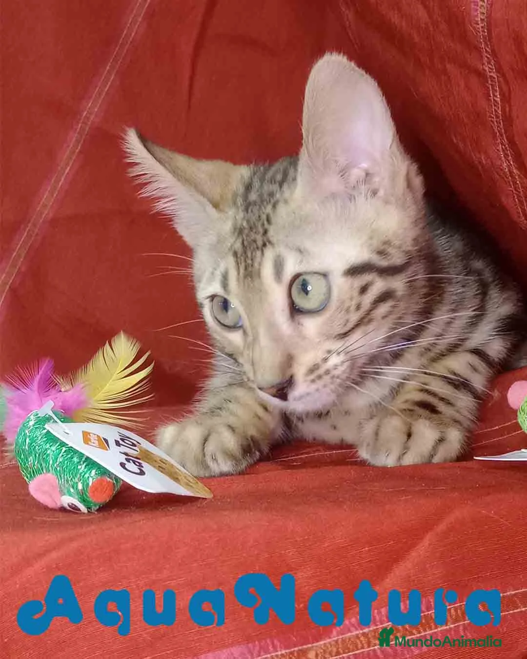 Bengalí gatos en venta: Bengali Macho 6261 - AQUANATURA  en Barcelona - Anuncio 3