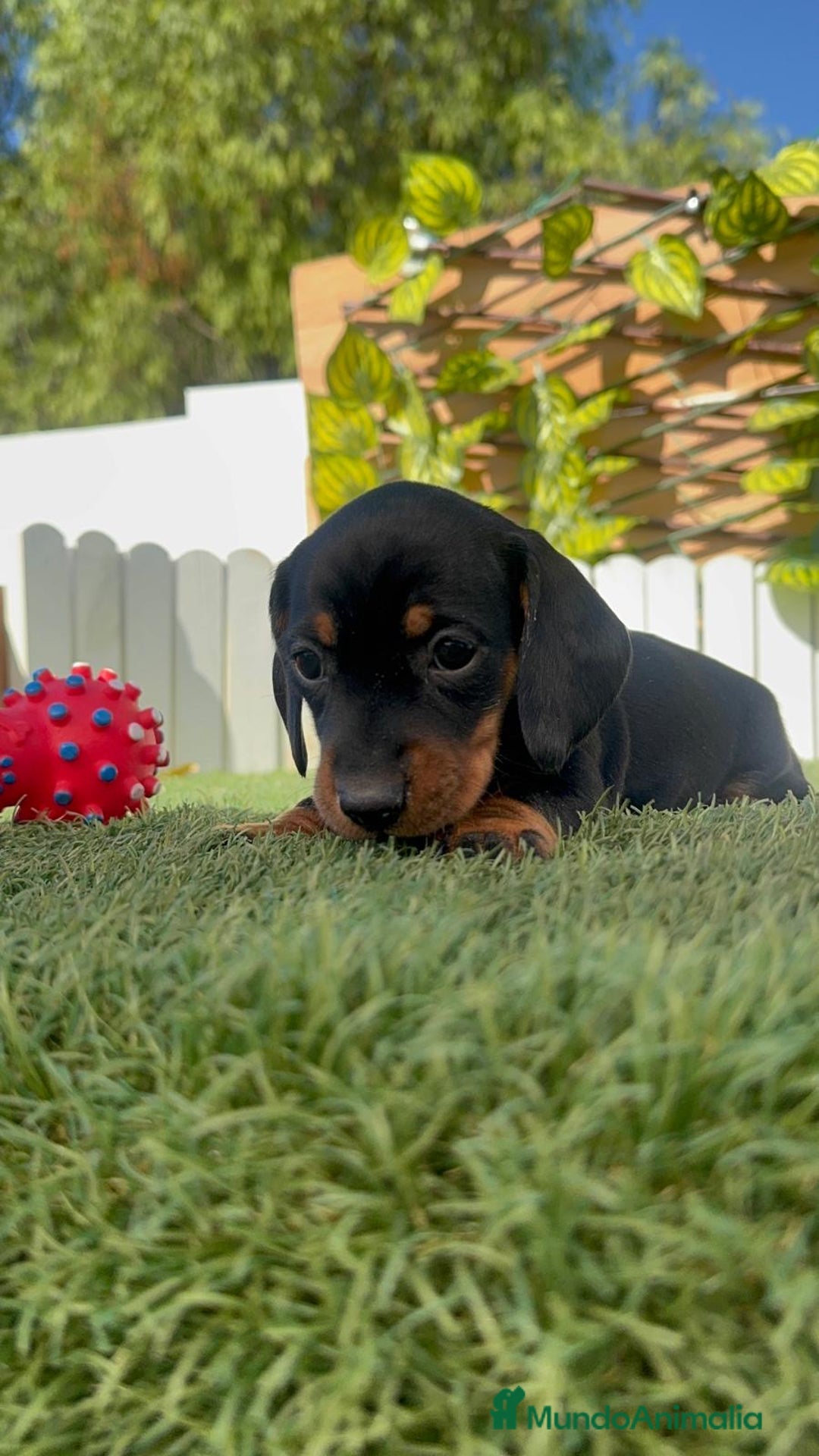 Teckel Miniatura perros en venta: TECKEL MINIATURA  - Imagen 23