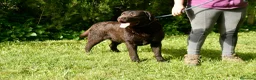 Labrador Retriever perros en venta: Cachorros de Labrador Retriever Negros - Anuncio 9