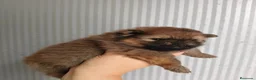 Pomerania perros en venta: POMERANIA  - Anuncio 3