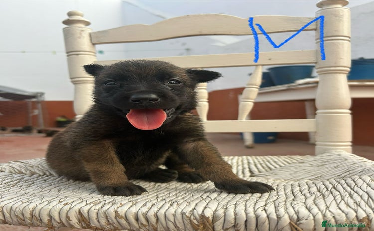 Pastor Belga Malinois perros - Propaganda 1