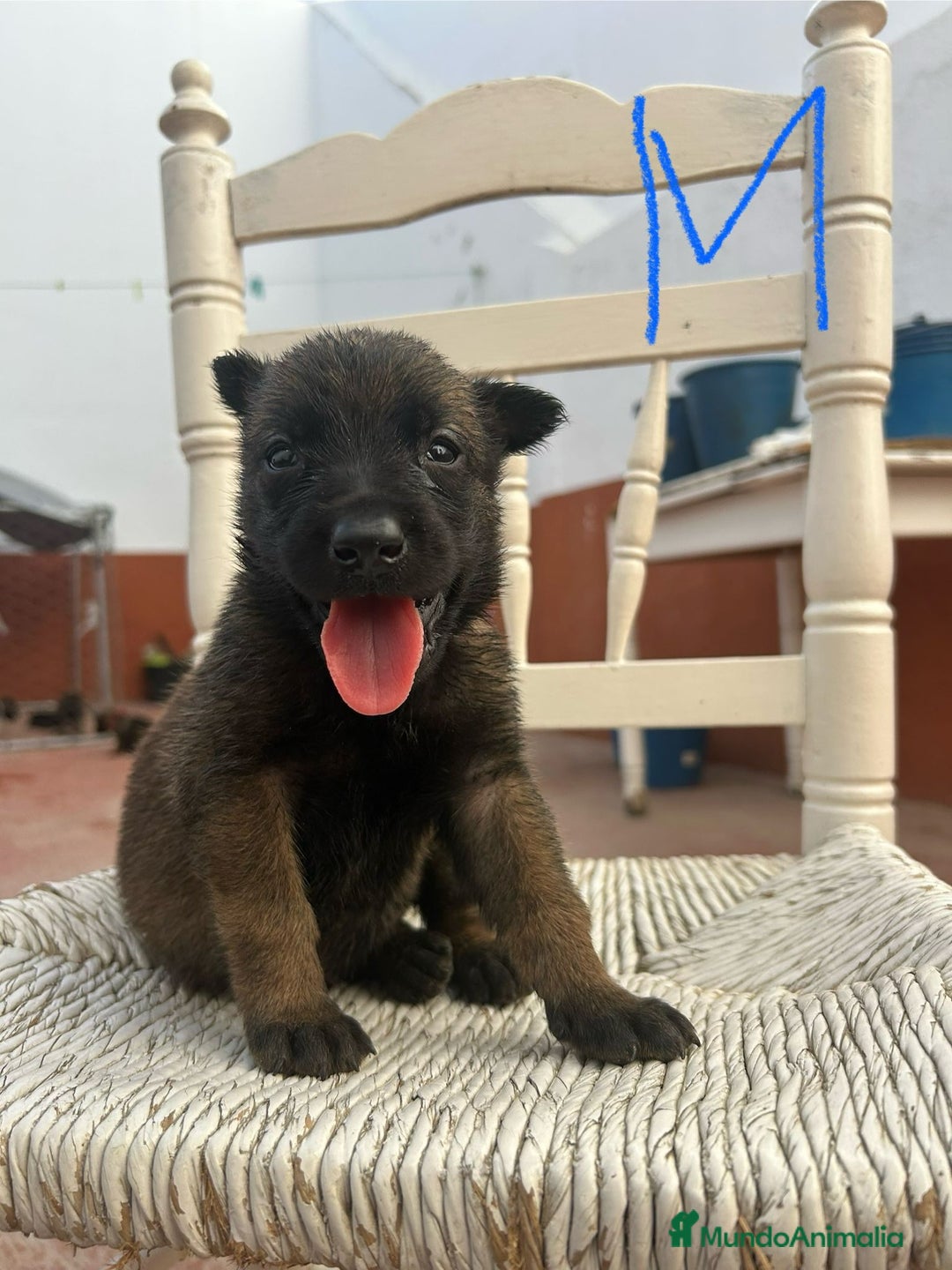 Pastor Belga Malinois perros en venta: Pastor belga malinoe  - Imagen 1