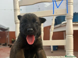 Pastor Belga Malinois perros - Anuncio 2