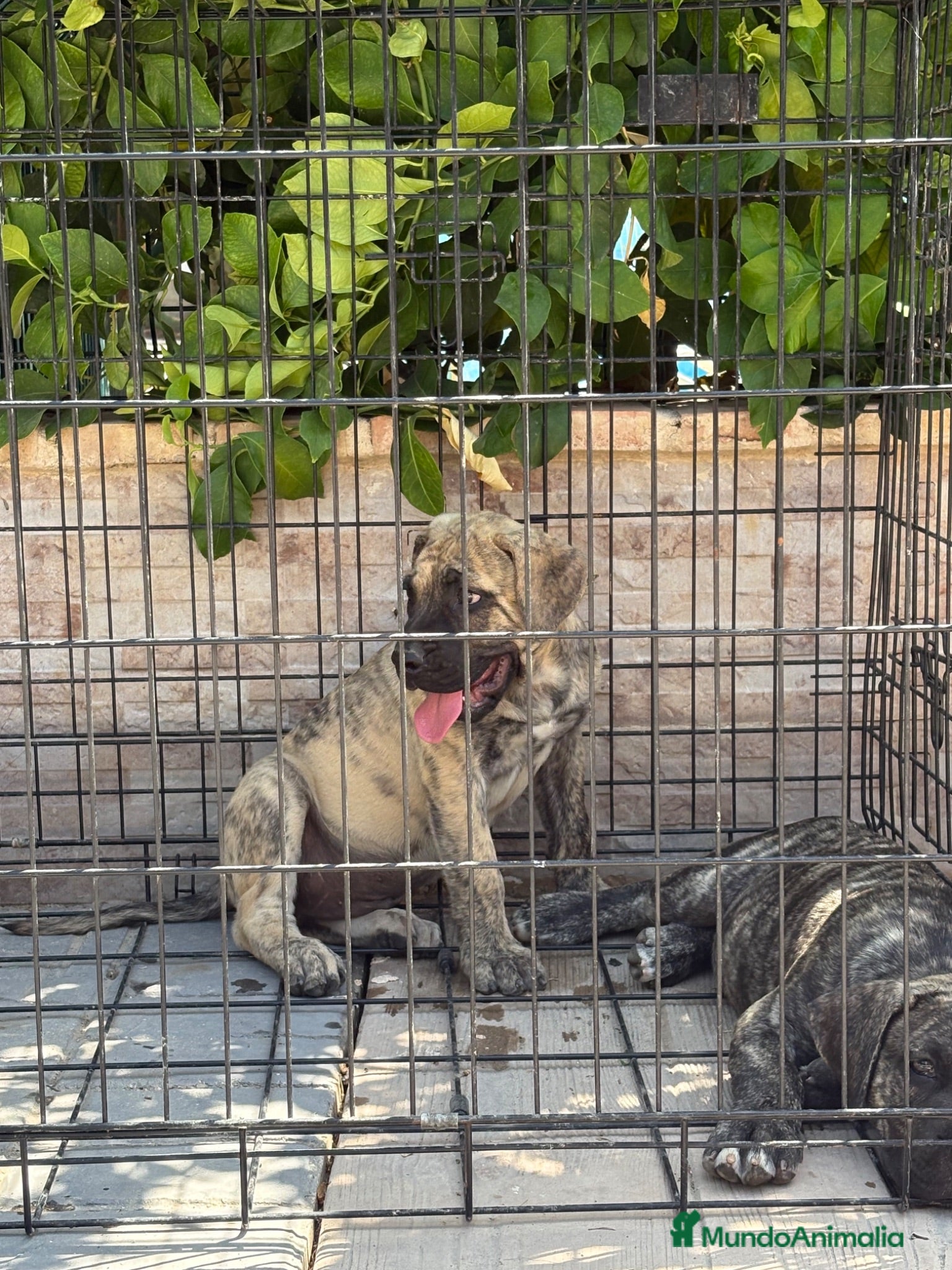 Presa Canario perros Cachorros machos  - Anuncio 1