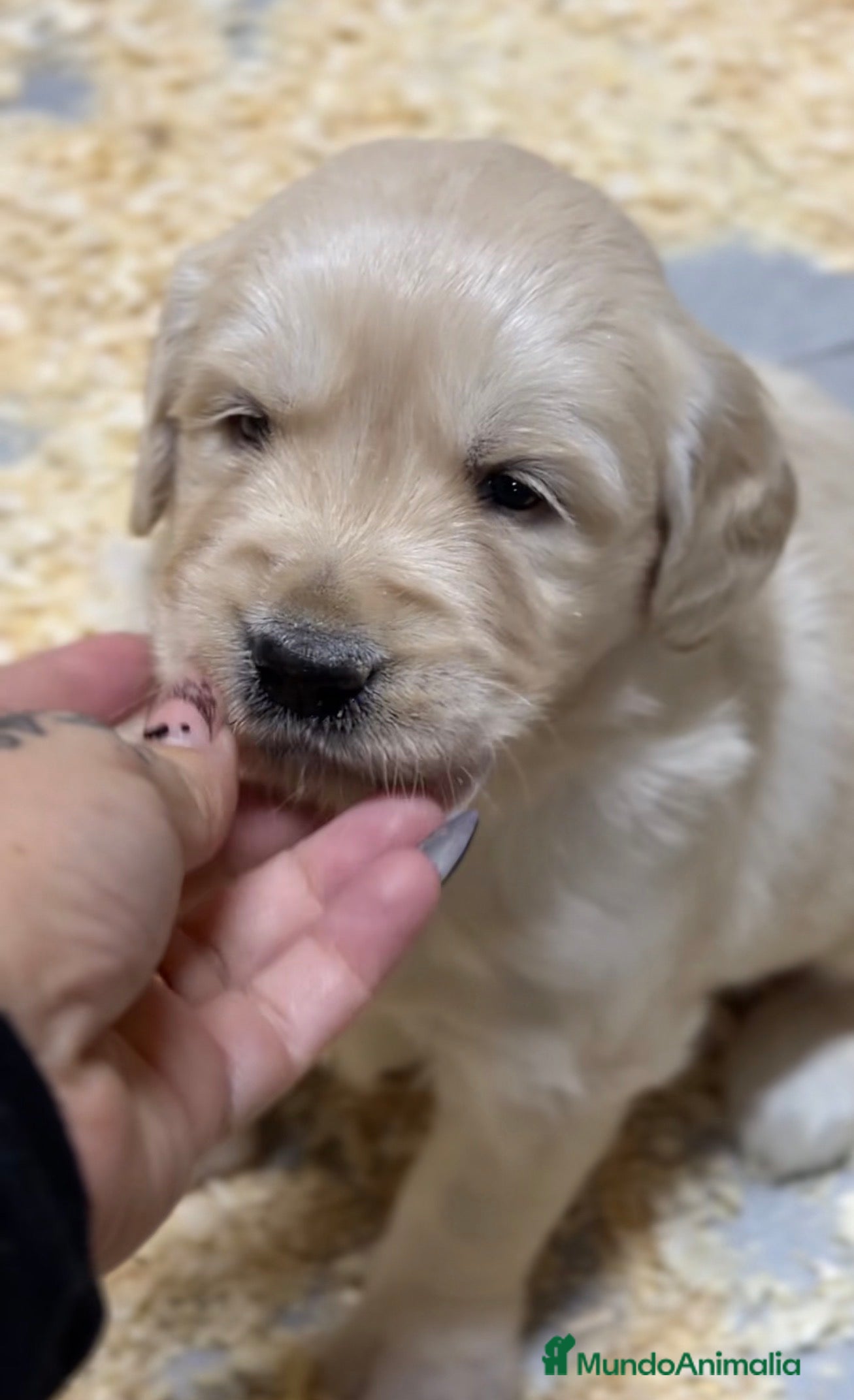 Golden Retriever perros Golden hembra  - Anuncio 2