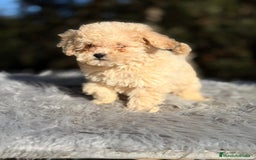 Caniche Toy perros en venta: Caniche Toy Apricot  - Anuncio 5