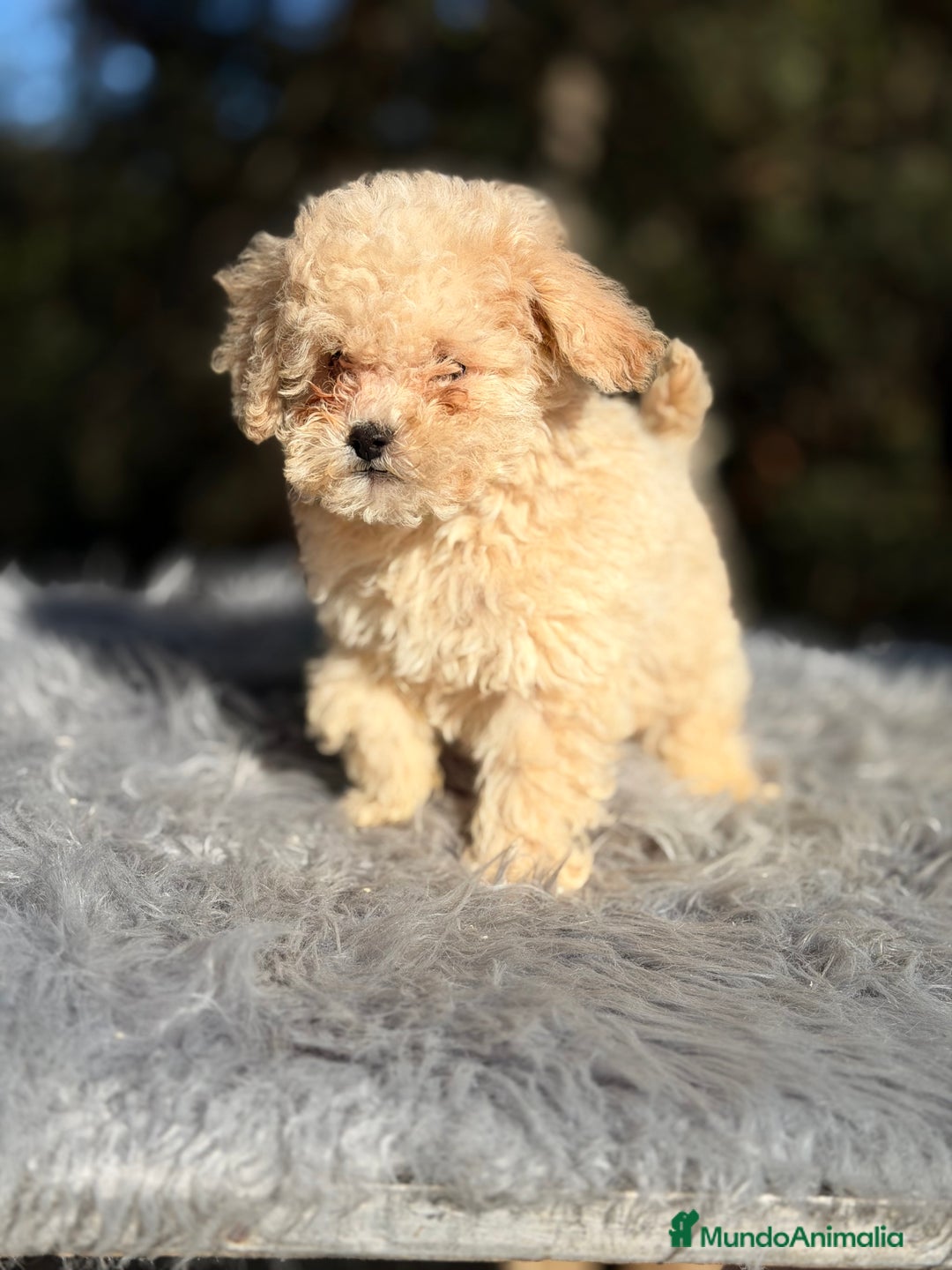 Caniche Toy perros en venta: Caniche Toy Apricot  - Anuncio 5