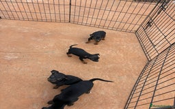 Pinscher Miniatura perros en venta: Pinscher miniatura negro fuego  - Anuncio 4