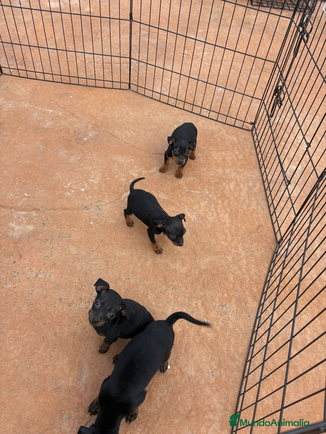 Pinscher Miniatura perros en venta: Pinscher miniatura negro fuego  - Anuncio 4