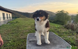 Pastor Australiano perros en venta: Preciosos cachorros de Pastor Australino  - Imagen 4
