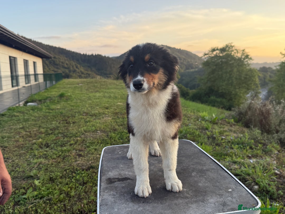 Pastor Australiano perros en venta: Preciosos cachorros de Pastor Australino  - Imagen 4