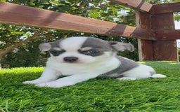 Chihuahua perros en venta: CHIHUAHUA MACHO - Imagen 11