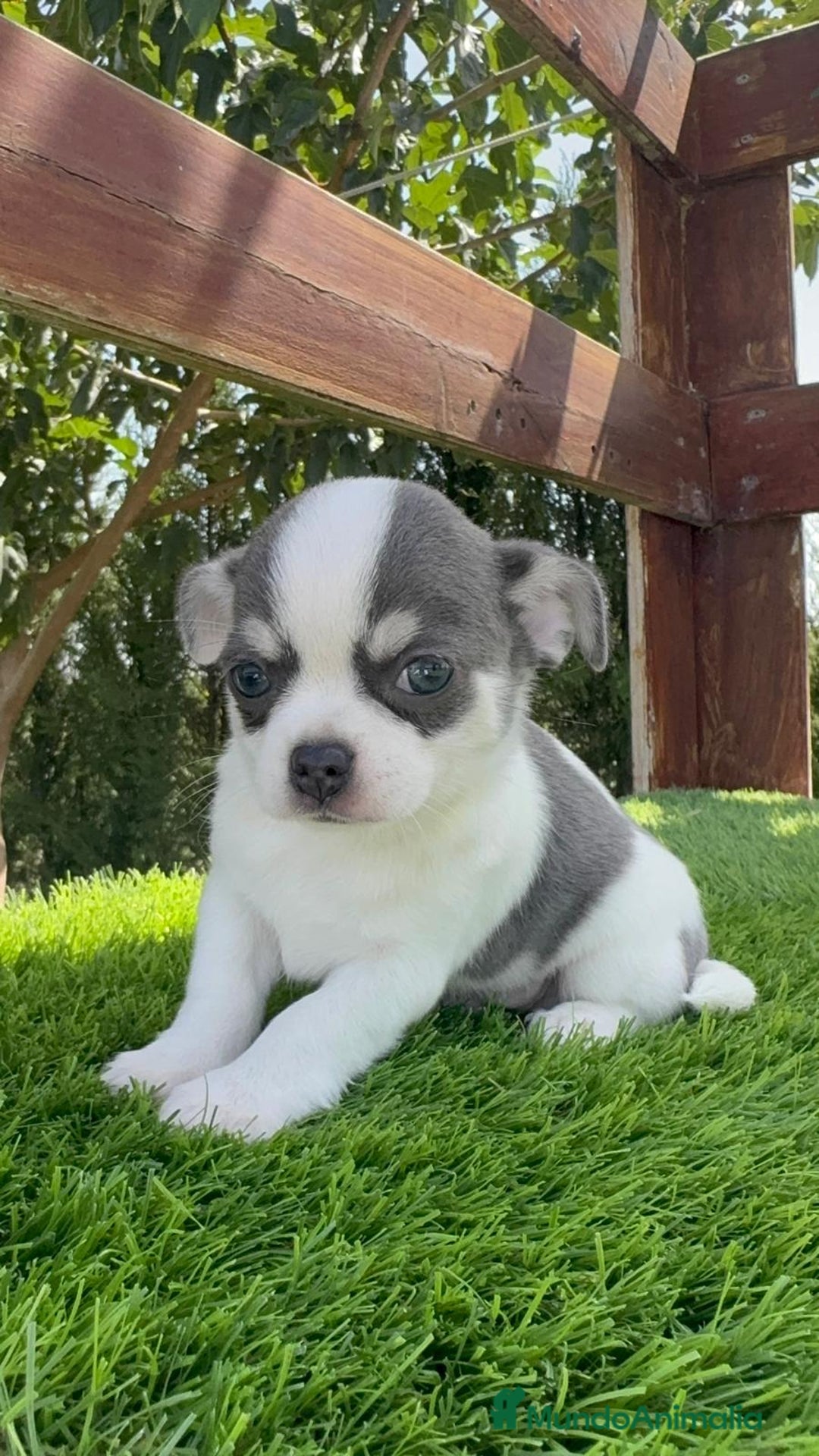 Chihuahua perros en venta: CHIHUAHUA MACHO - Imagen 11
