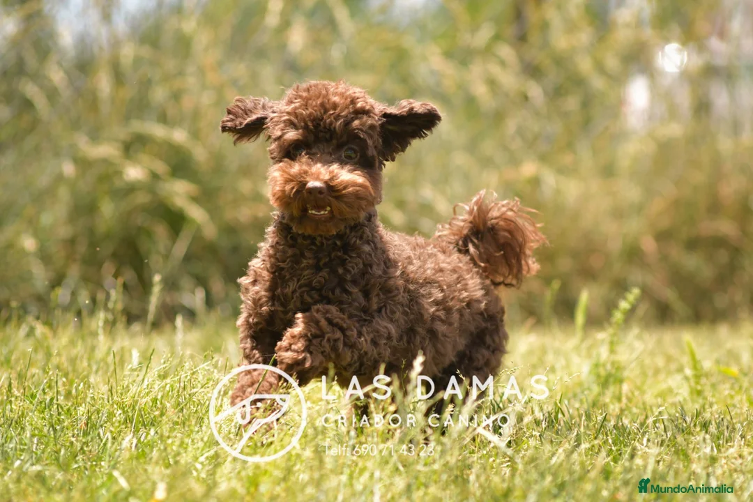 Caniche Toy perros en venta: Hembra caniche toy color chocolate para entregar - Anuncio 1