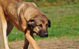 Mastín Español perros en venta: Cachorros Mastin Español Autoctono Ganadero - Imagen 7