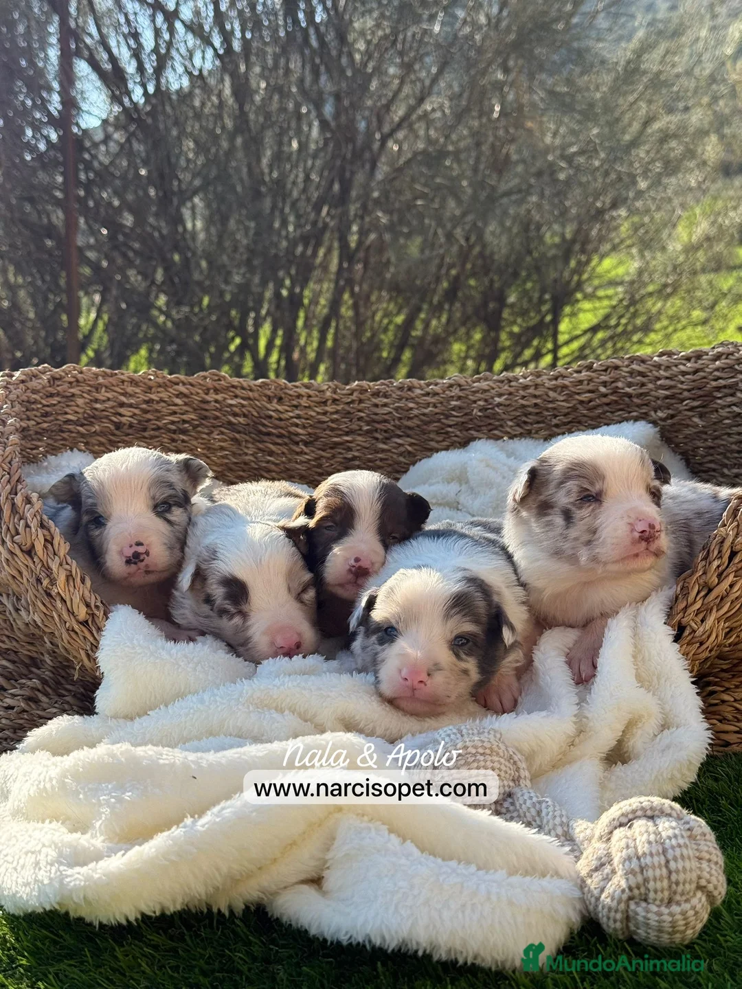 Border Collie perros en venta: BORDER COLLIE BLUE MERLE HEMBRA - Anuncio 2