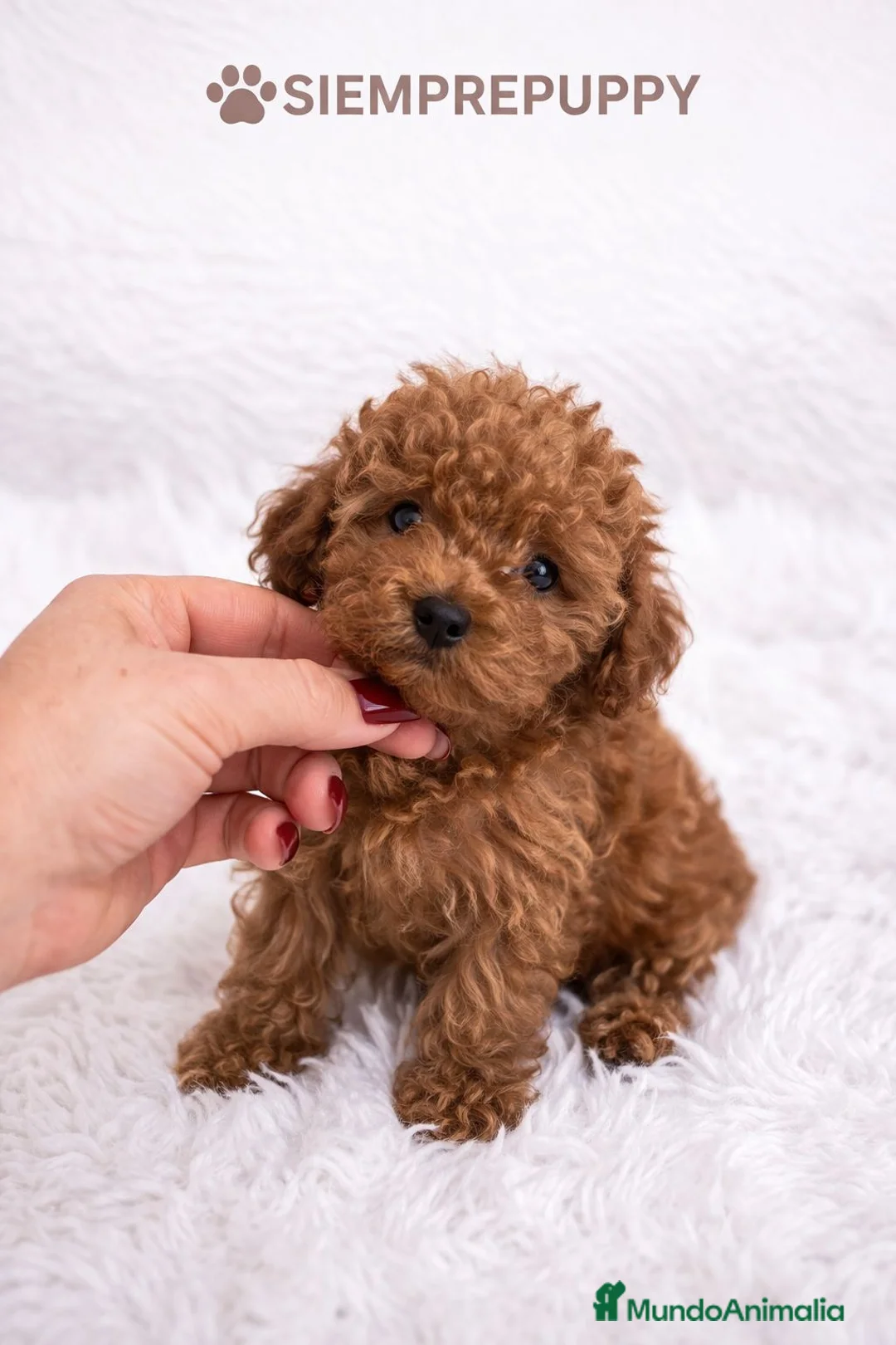 Caniche Enano perros en venta: CANICHE ENANO ROJO PIMENTÓN - Anuncio 2