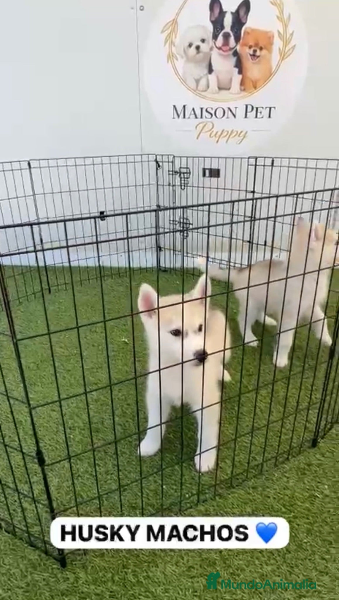 Husky Siberiano perros CACHORRITOS DE HUSKY DISPONIBLES  - Anuncio 2