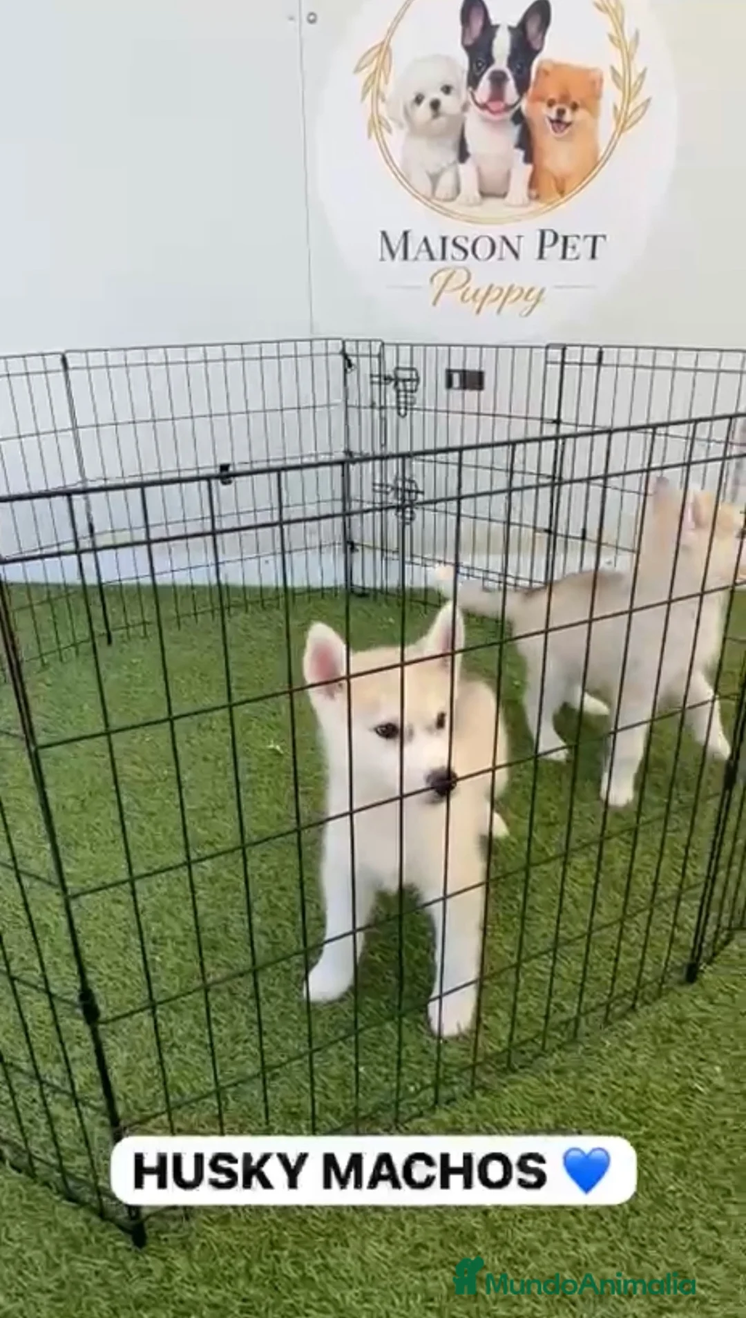 Husky Siberiano perros en venta: CACHORRITOS DE HUSKY DISPONIBLES  - Anuncio 1