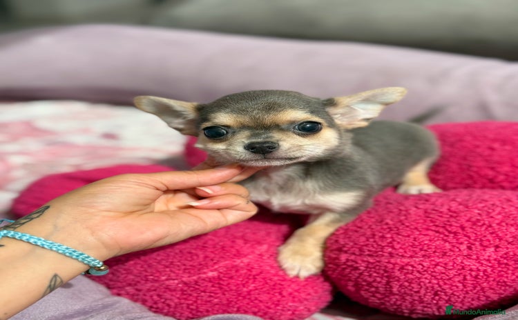 Chihuahua perros - Anuncio 13
