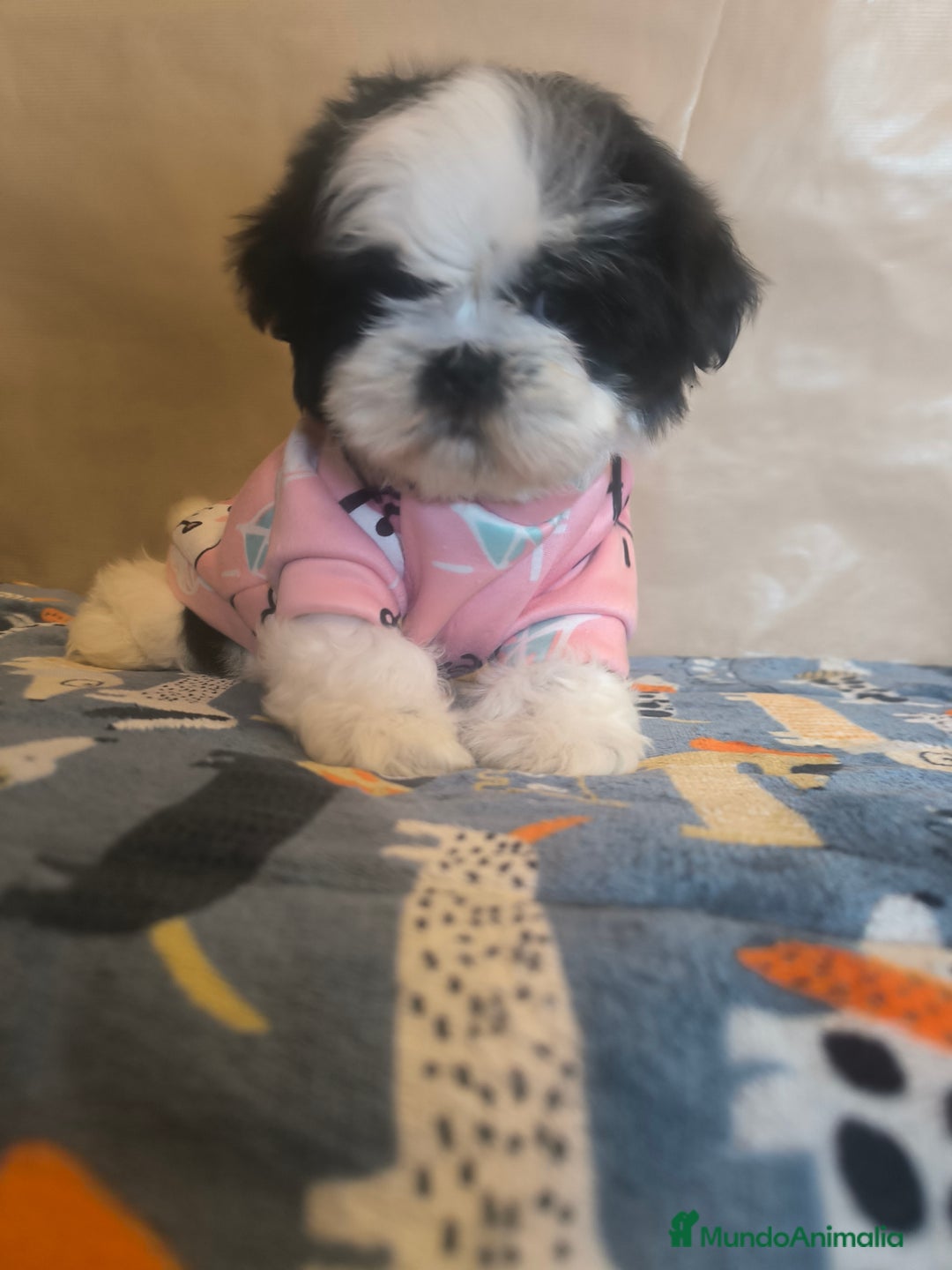 Shih Tzu perros en venta: Shitzu mini - Anuncio 4