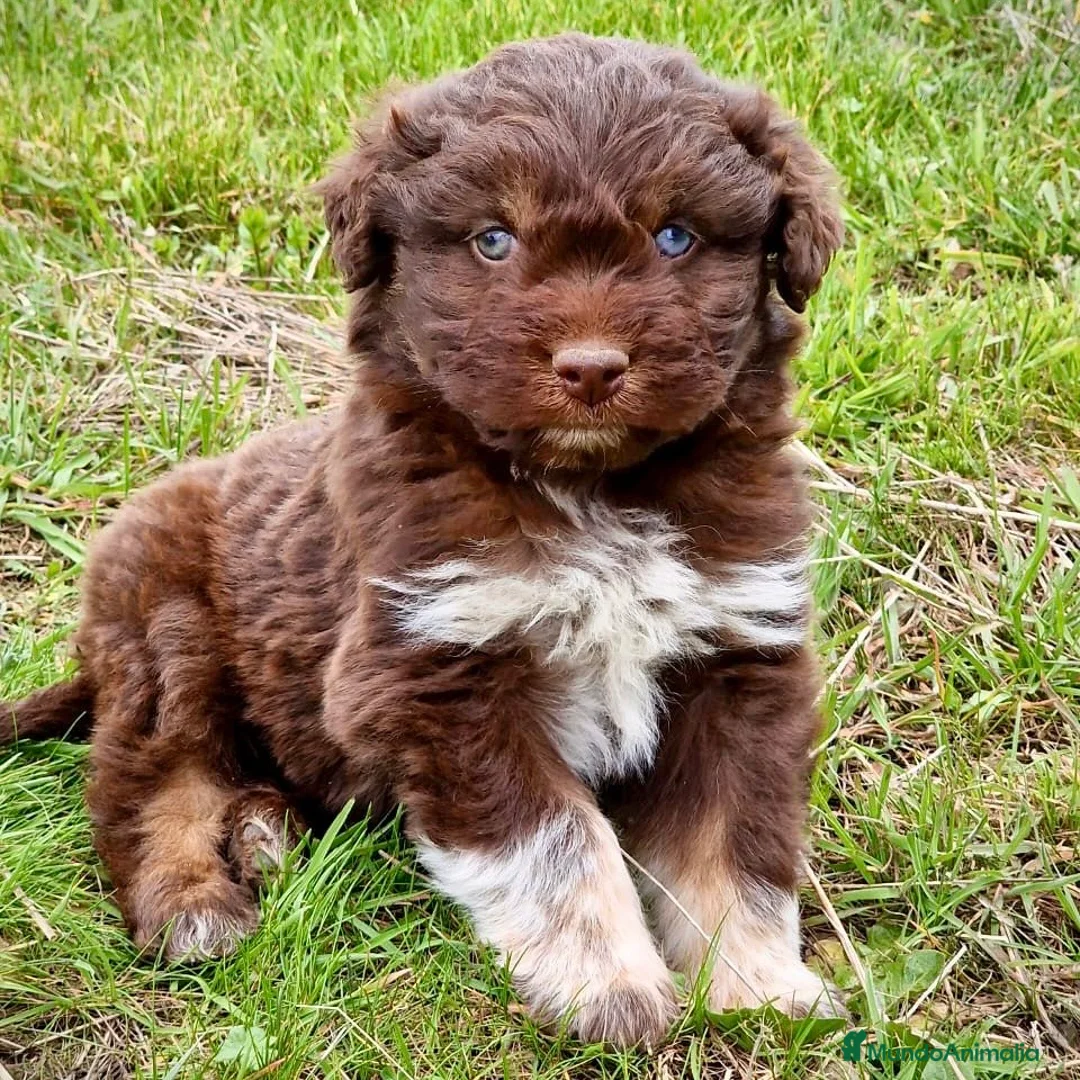 Perro de Agua Español perros en venta: Perro De Aguas Español - Anuncio 2