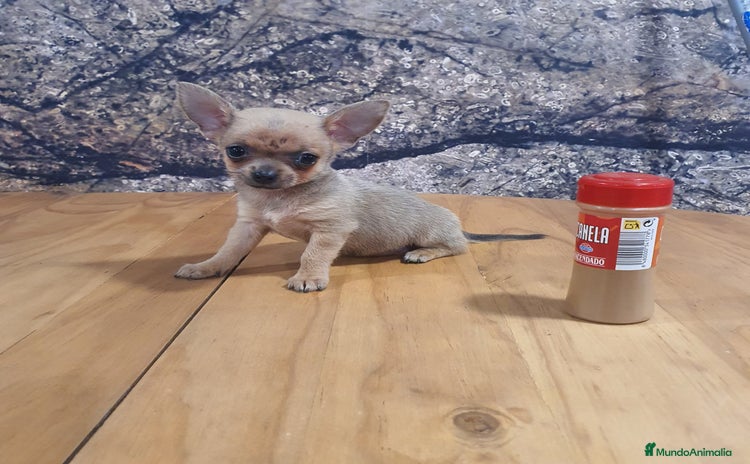 Chihuahua perros - Propaganda 16