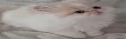 Persa gatos en venta: GATOS PERSAS/HIMALAYOS - Anuncio 4