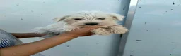 Schnauzer Miniatura perros en venta: Snauzer minis - Anuncio 2