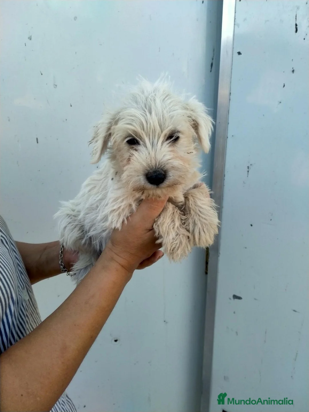 Schnauzer Miniatura perros en venta: Snauzer minis - Anuncio 2