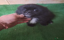 Raza Mixta perros en venta: Pomerania con Yorsay  - Anuncio 2