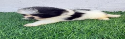 Pomerania perros en venta: Pomerania - Anuncio 9