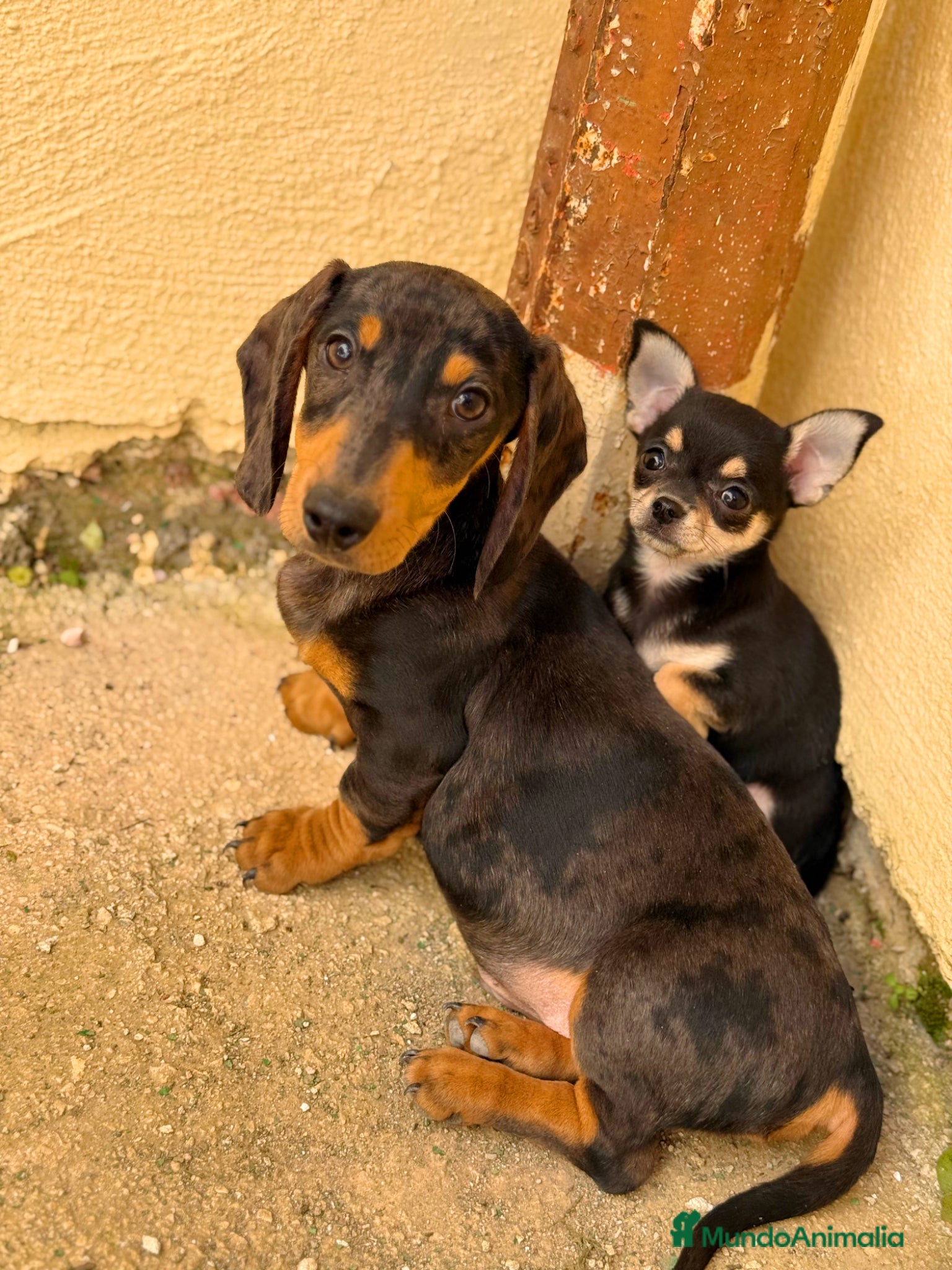 Chihuahua perros Chihuahuas hembras toy  - Anuncio 23