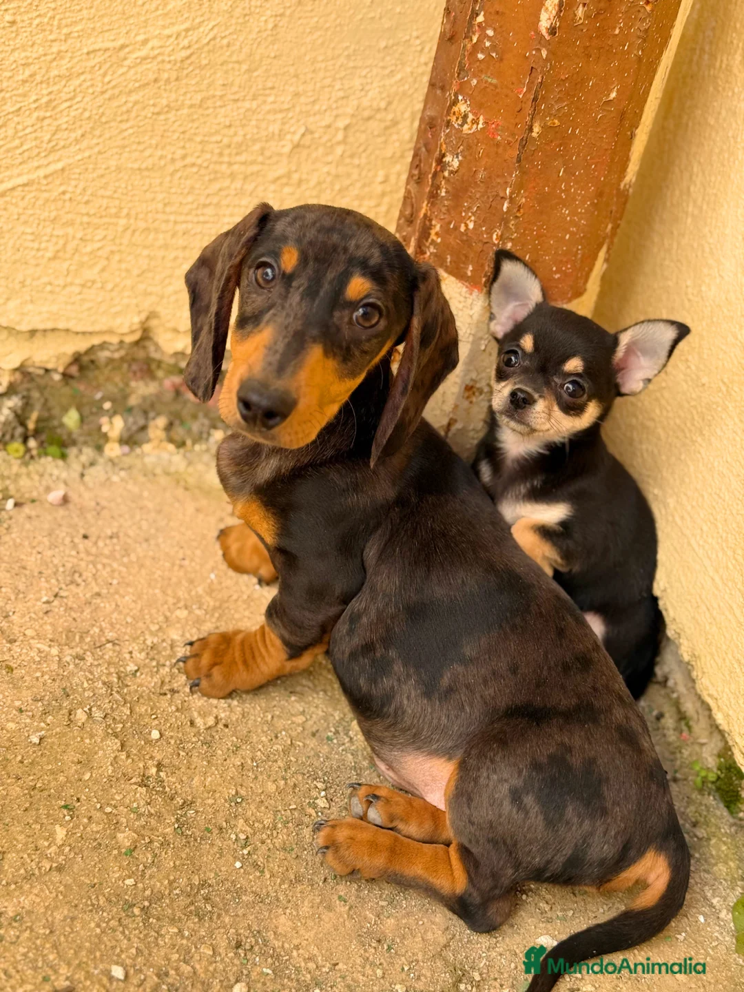 Chihuahua perros en venta: Chihuahuas hembras toy  - Anuncio 2