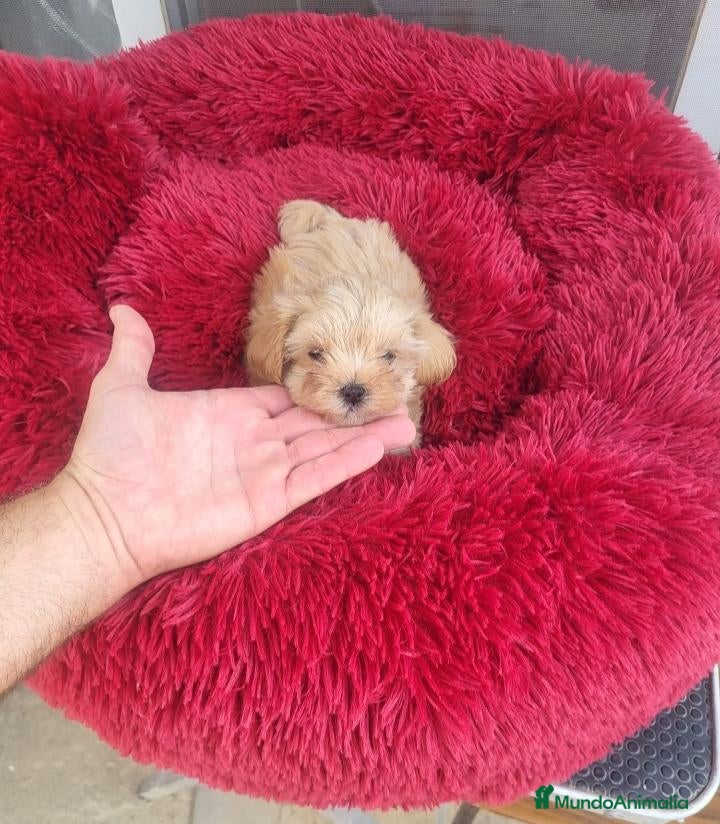 Maltipoo perros Maltipoo - Anuncio 1