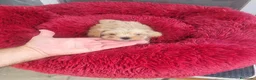 Maltipoo perros en venta: Maltipoo - Anuncio 1