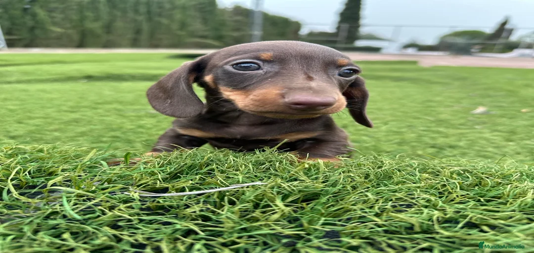 Imagen de galería {{count}}