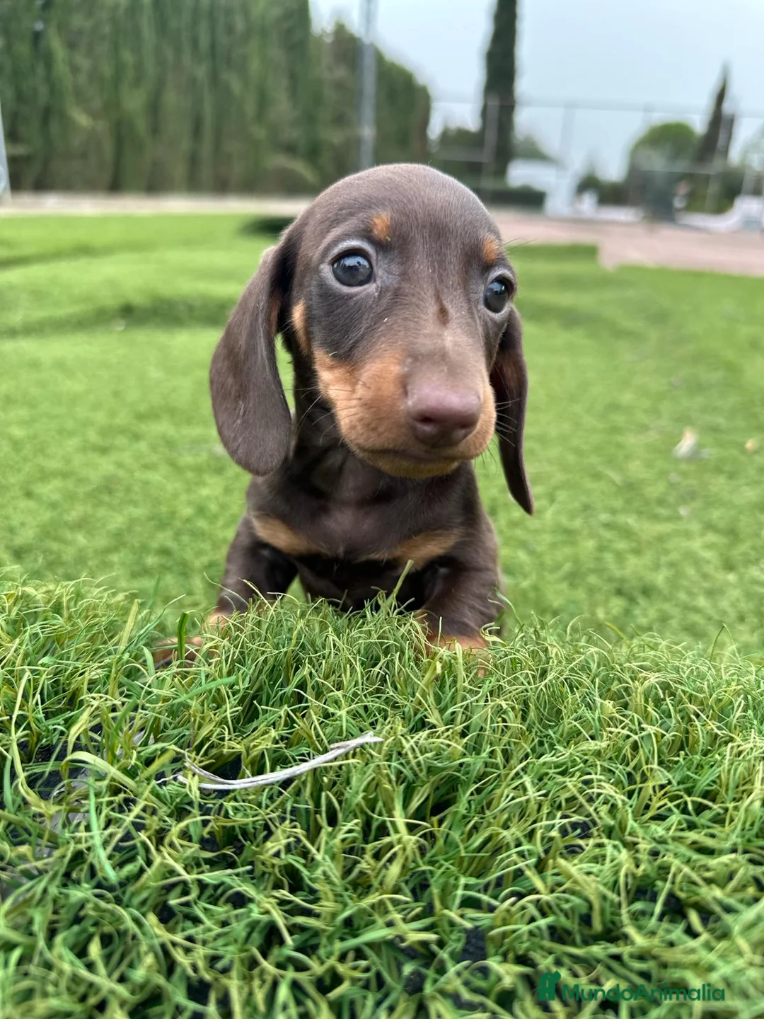 Imagen de galería {{count}}