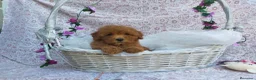 Caniche Toy perros en venta: PRECIOSOS CANICHE  ROJO LINEA TOY  - Anuncio 11