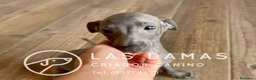 Pequeño Lebrel Italiano perros en venta: Galgo lebrel italiano - Anuncio 1