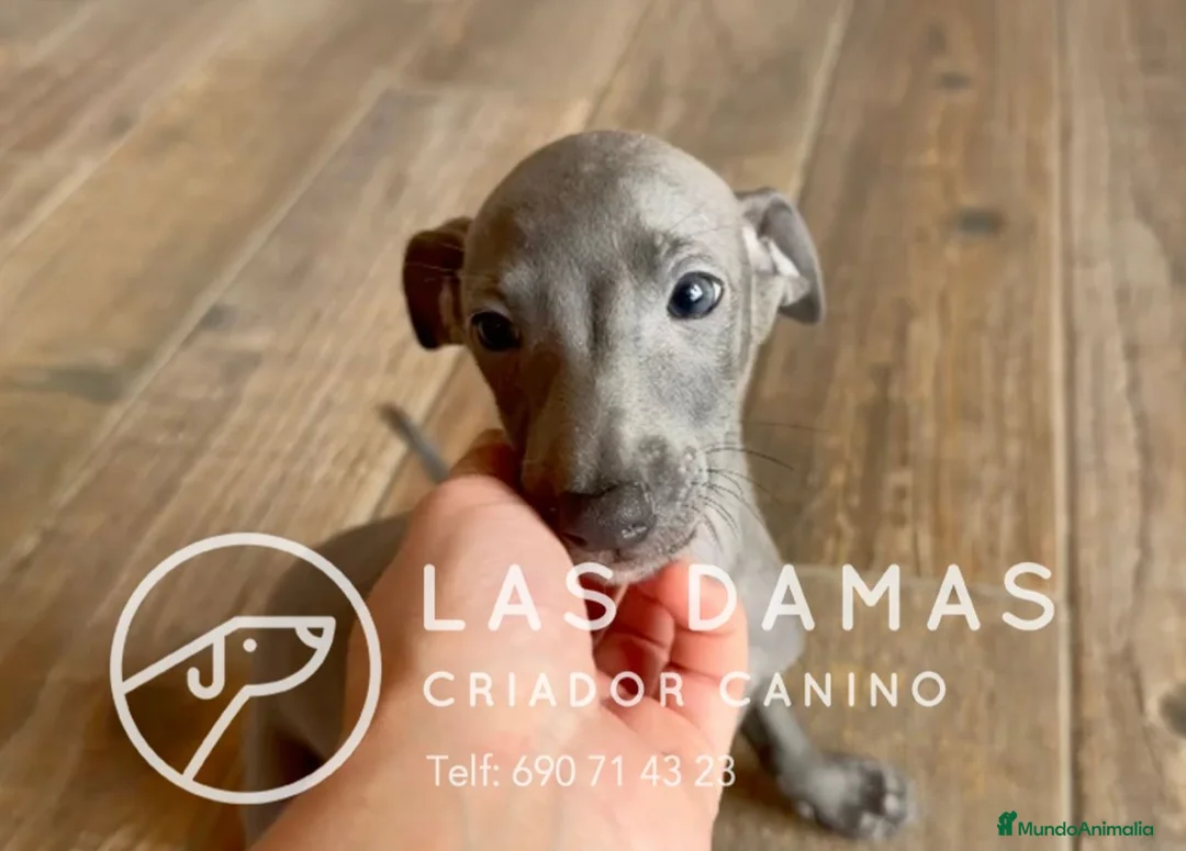Pequeño Lebrel Italiano perros en venta: Galgo lebrel italiano - Anuncio 1