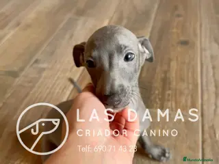 Pequeño Lebrel Italiano perros Galgo lebrel italiano - Anuncio 15