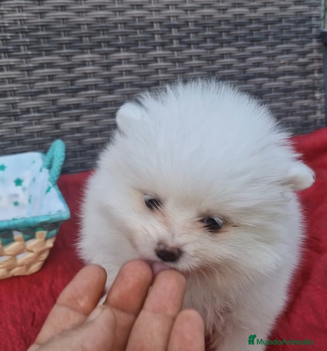 Pomerania perros en venta: Pomerania toy blanco nuclear  - Imagen 3