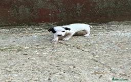 Jack Russell Terrier perros en venta: Nueva camada Jack Russell  - Imagen 1