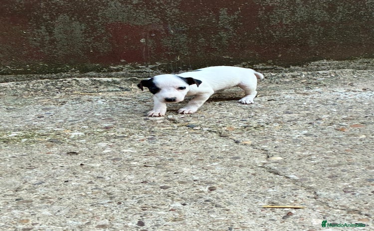 Jack Russell Terrier perros - Anuncio 1