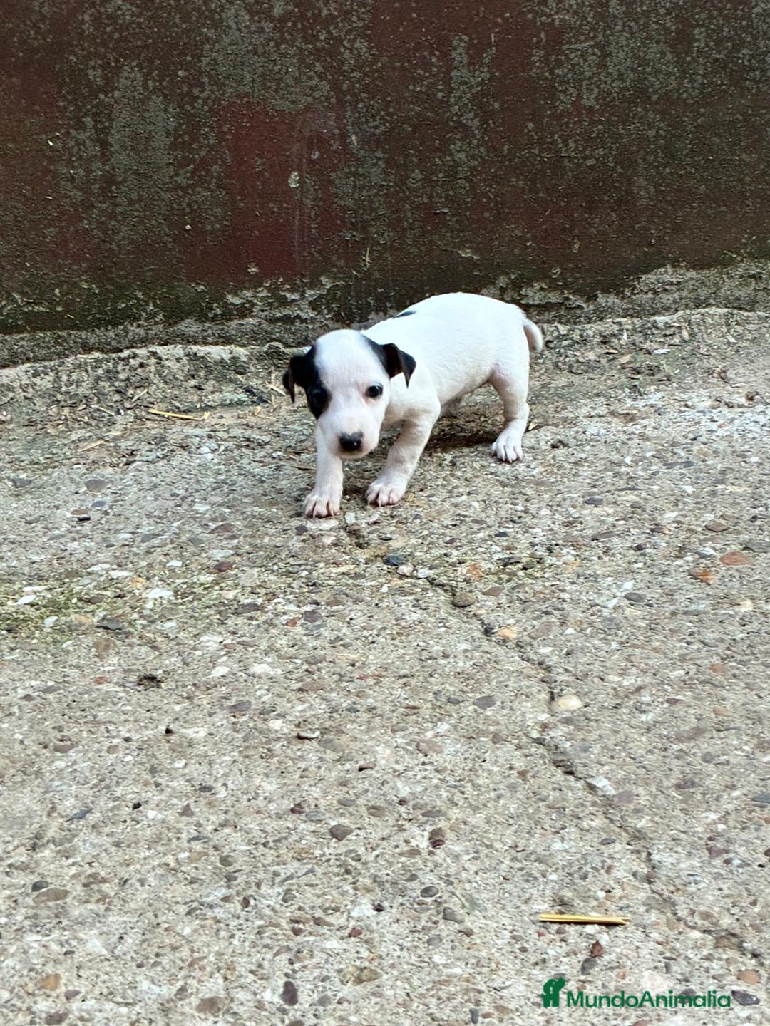 Jack Russell Terrier perros en venta: Nueva camada Jack Russell  - Imagen 1