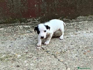 Jack Russell Terrier perros - Anuncio 4