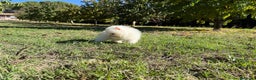 Pomerania perros en venta: Pomeranias blancos  - Anuncio 4