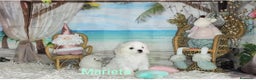 Bichón Maltés perros en venta: Bichón maltes  - Anuncio 4